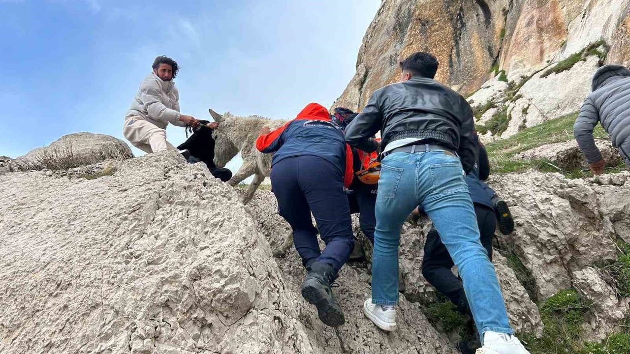 Van Tuşba'da Amik Kalesi'nde Mahsur Kalan Eşek AFAD Tarafından Kurtarıldı