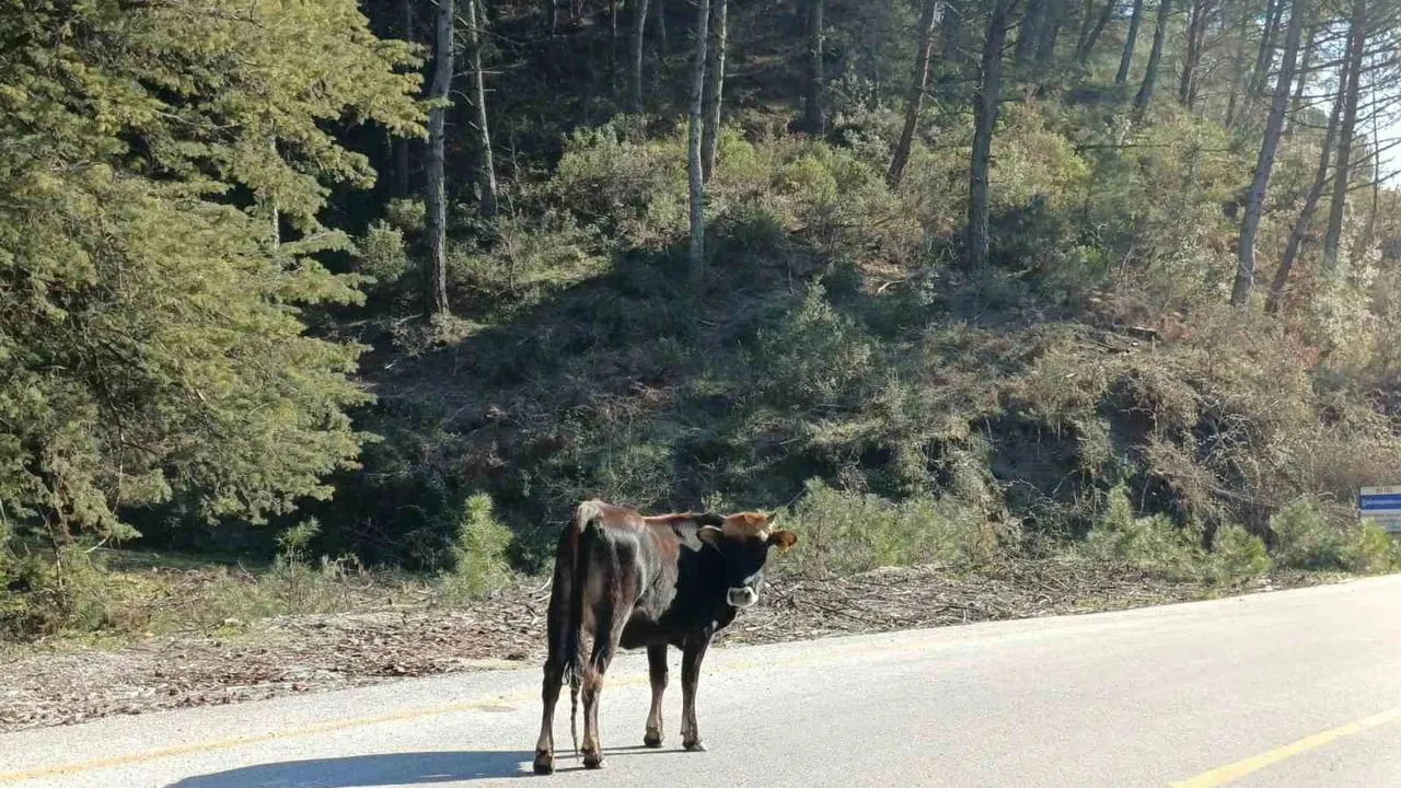 Yem Maliyetleri Yükseldi: Aydın'da Salma Besicilik Yeniden Öne Çıkıyor