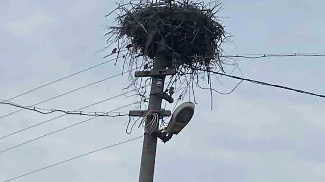 Yenicekent’te Aydınlatma Direğine Yuvalanan Çifte Leylekler Geleneği Sürdürdü