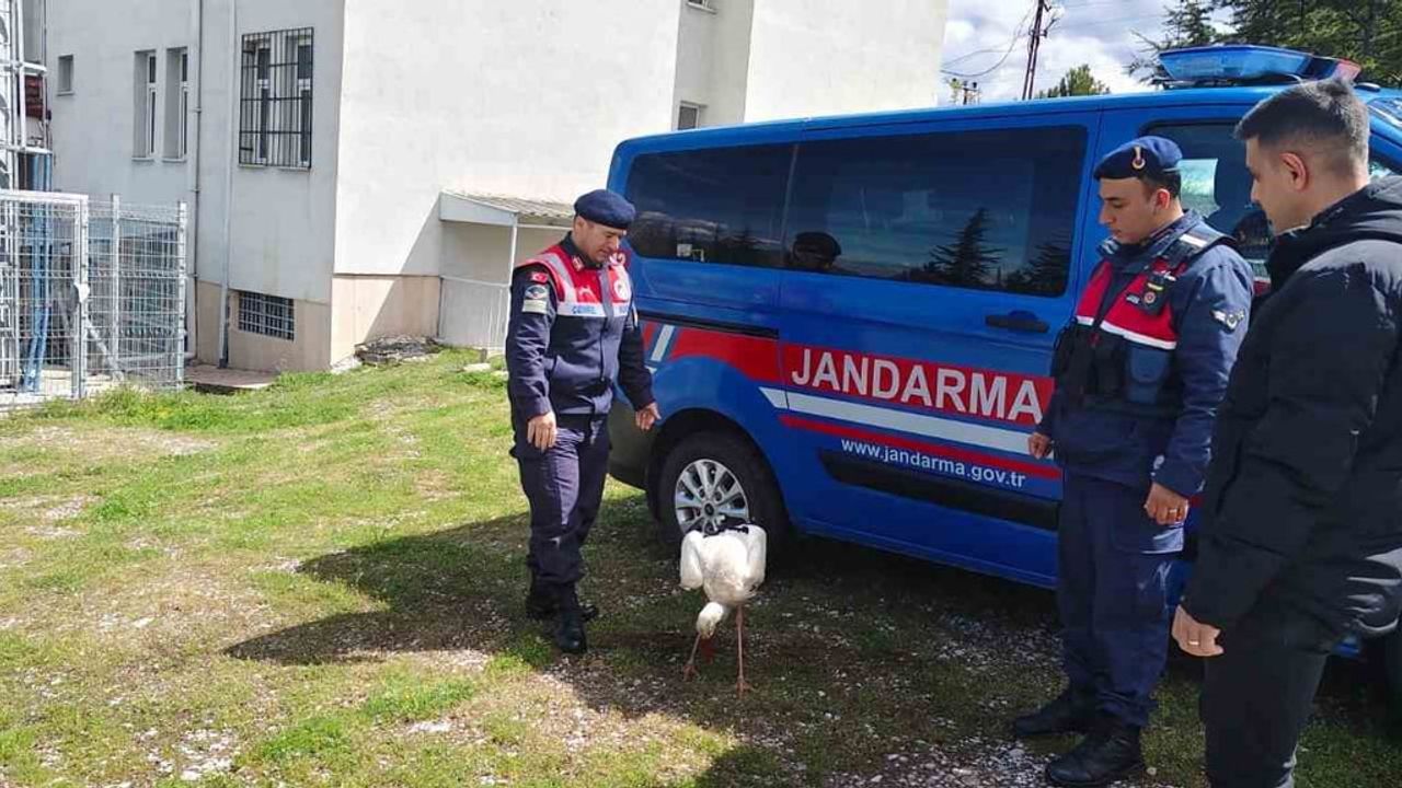 Yozgat Baydiğin Kasabası'nda hasta leylek koruma altına alındı