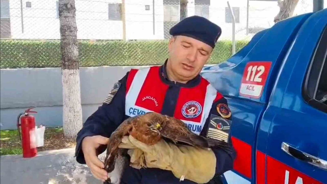 Yozgat'ın Boğazlıyan ilçesinde yaralı şahin koruma altına alındı