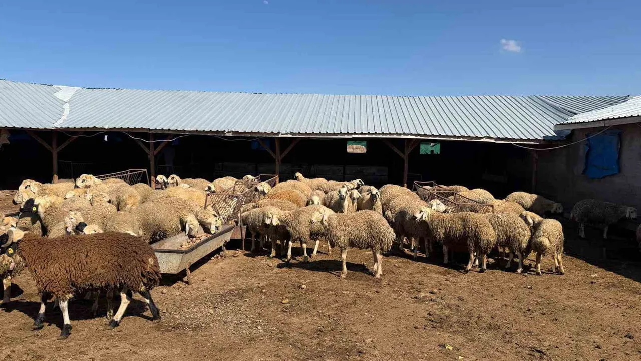 Yozgat'ta besiciler depoda kalan patatesi hayvan yemi olarak kullanarak maliyeti düşürüyor