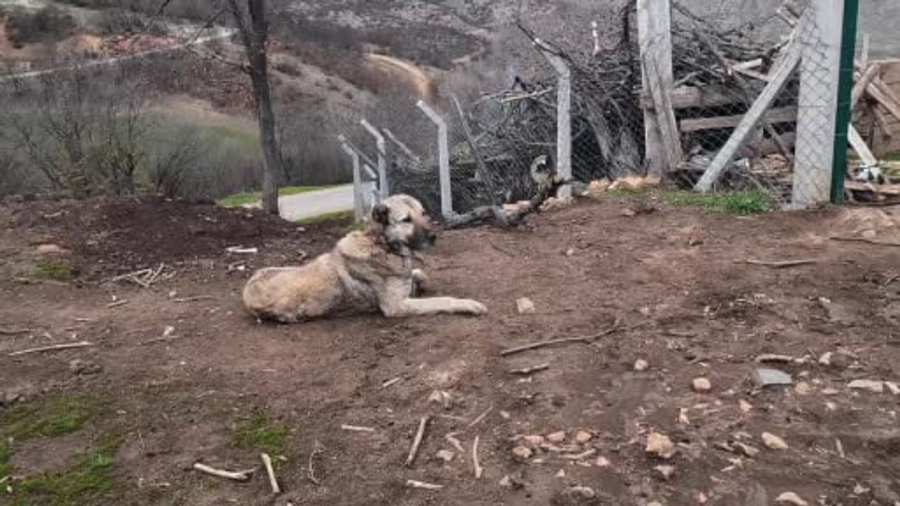 Yozgat'ta çoban köpekleri: Sürülerin bekçisi ve çobanların can dostu