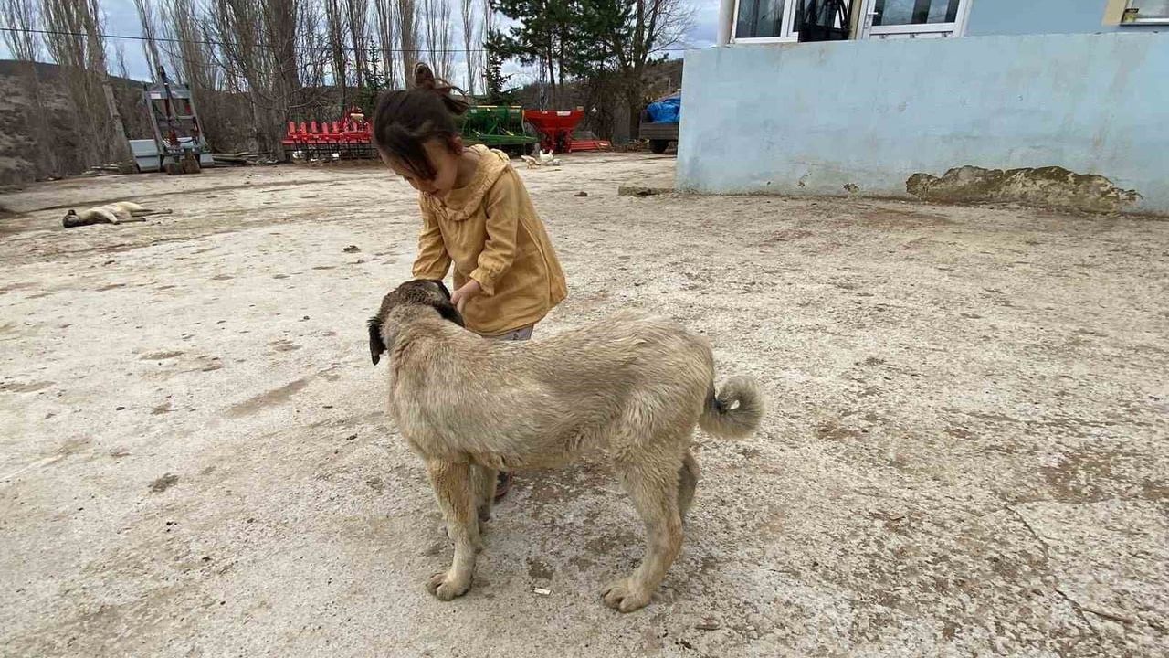Yozgat'ta Çoban Köpekleri: Sürünün Koruyucuları ve Çobanın Can Dostu