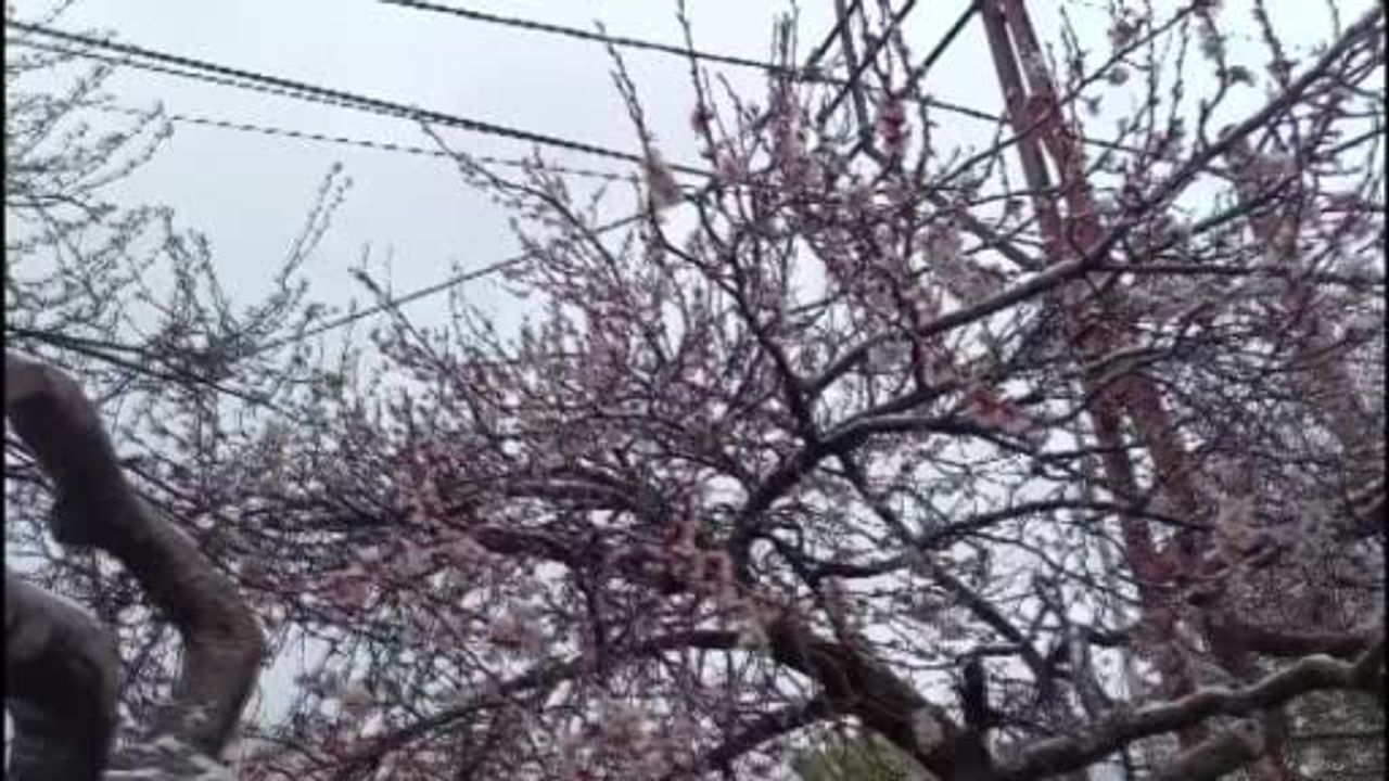 Yozgat'ta İlkbaharda Çiçek Açan Ağaçlar Karla Kaplandı: Üreticiler Zirai Don Endişesi Taşıyor