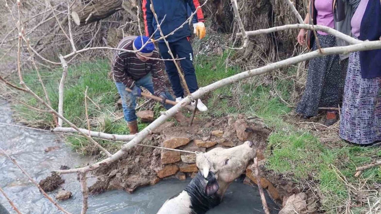 Yozgat'ta kuyuya düşen büyükbaş AFAD ekiplerince kurtarıldı