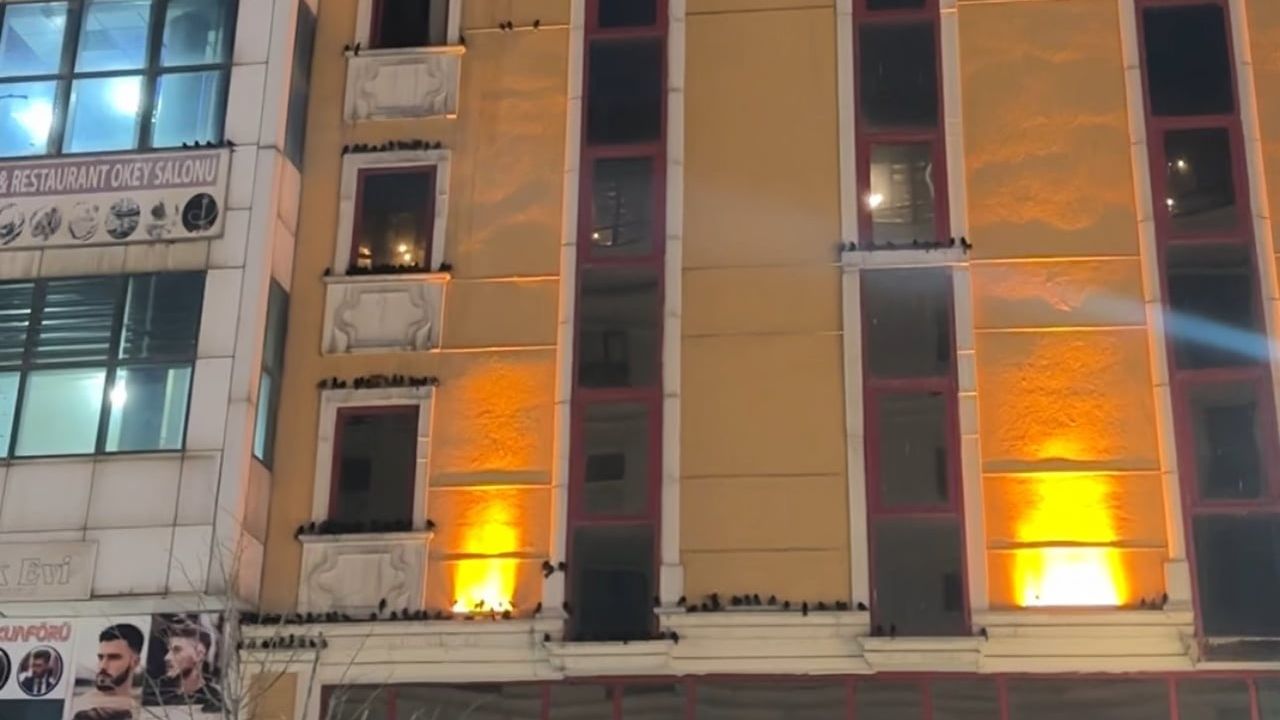 Yüksekova'da baharın işareti: Binalara konan sığırcık sürüleri ilgi çekti