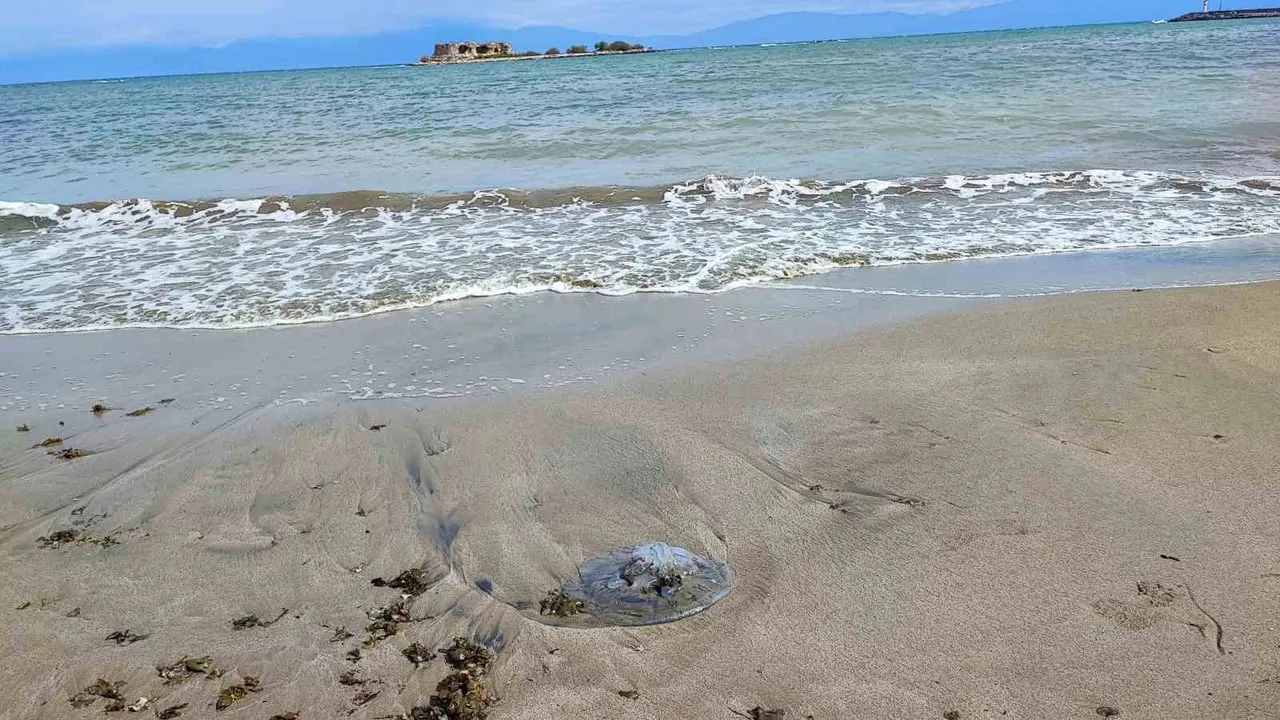 Yumurtalık Sahili Denizanalarıyla Kaplandı: Yetkililer ve Uzmanlar Uyarıyor