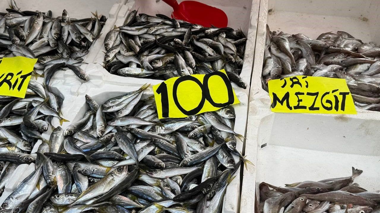 Zonguldak'ta istavrit bolluğu: Kilosu 100 liradan satılıyor