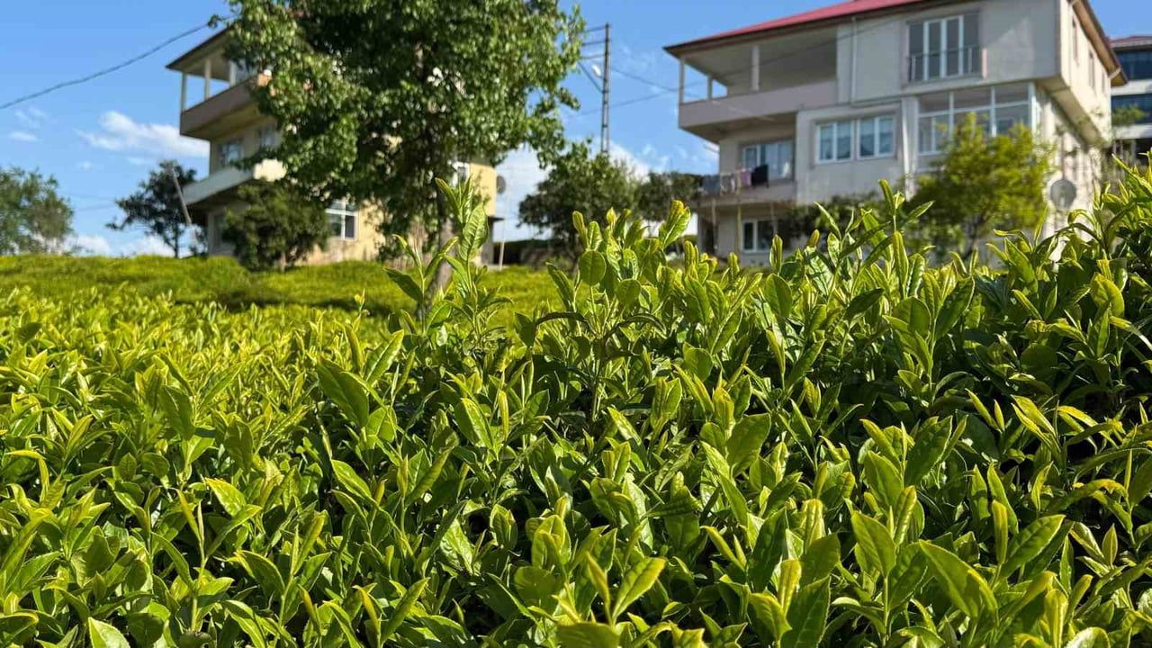 2026 yaş çay taban fiyatı 35 TL olarak açıklandı
