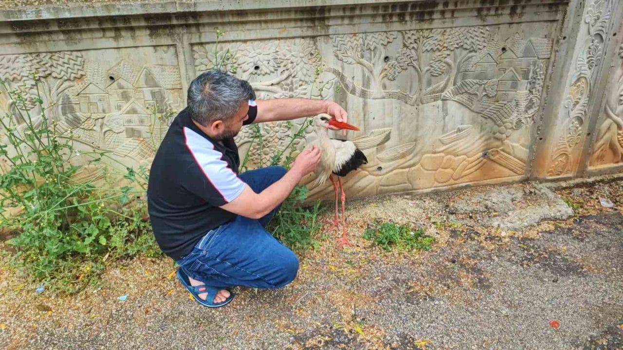 Adana'da cami avlusunda yaralı leyleğe vatandaş müdahalesi