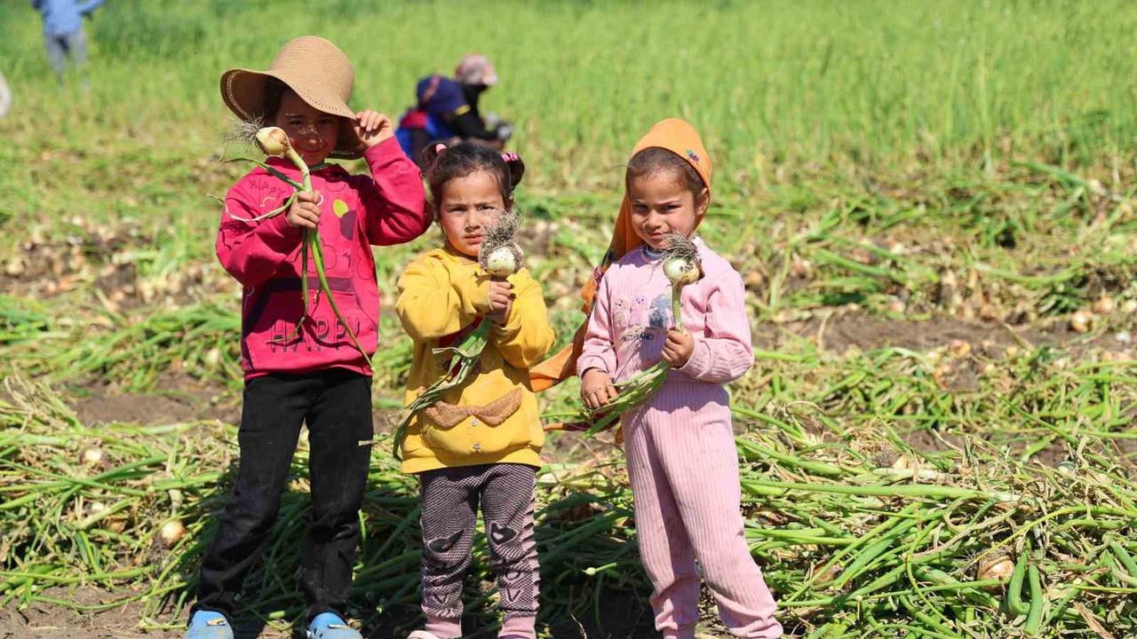 Adana’da Mevsimlik Tarım İşçisi Çocuklar Okula Gitmek Yerine Soğan Tarlasında Çalışıyor