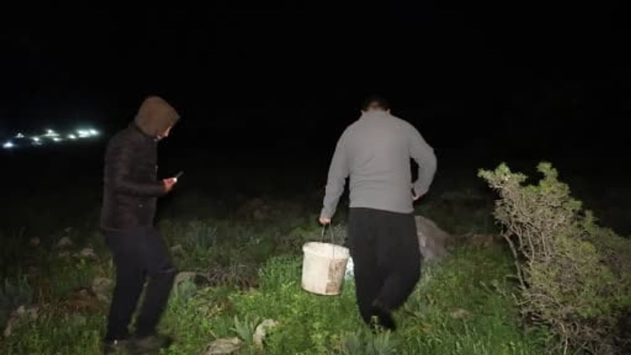 Adana Kozan'da salyangoz mesaisi: Kilogramı 35 lira