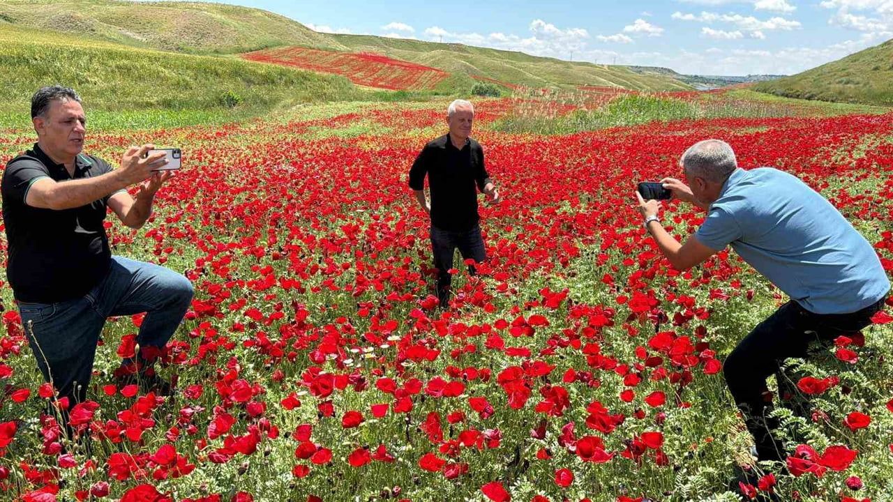 Adıyaman'da 50 Dönümlük Nohut Tarlası Gelinciklerle Kırmızıya Büründü