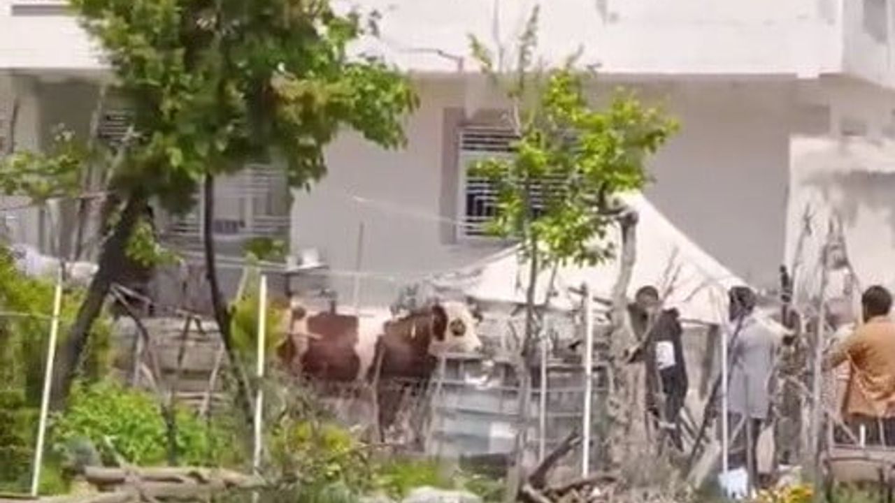 Adıyaman'da kaçan kurbanlık belediye ekipleri tarafından uyuşturucu iğneyle yakalandı