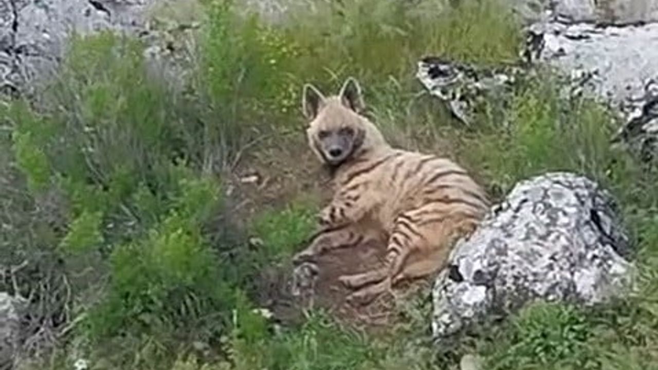 Adıyaman Gölbaşı Akçakaya'da nesli tükenme tehlikesindeki çizgili sırtlan görüntülendi