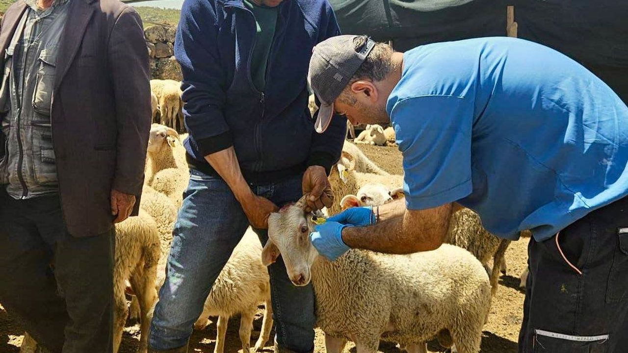 Afyonkarahisar'da Halk Elinde Küçükbaş Hayvan Islahı Projesi: 2026 Kontrolleri Şuhut'ta