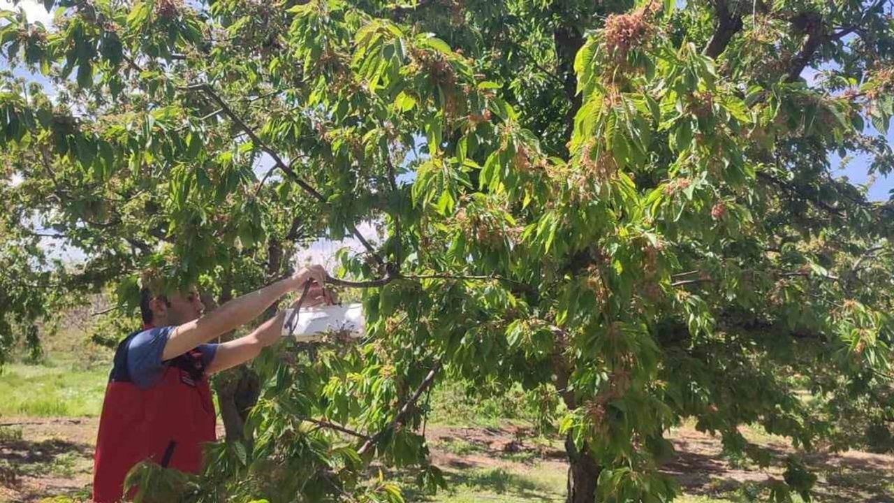 Afyonkarahisar'da kiraz rekoltesini artırma hedefiyle saha ve tuzak kontrolleri sürüyor