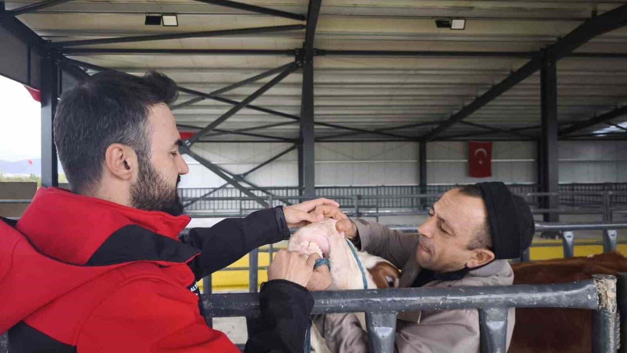 Afyonkarahisar'da Kurbanlık Denetimleri Artırıldı