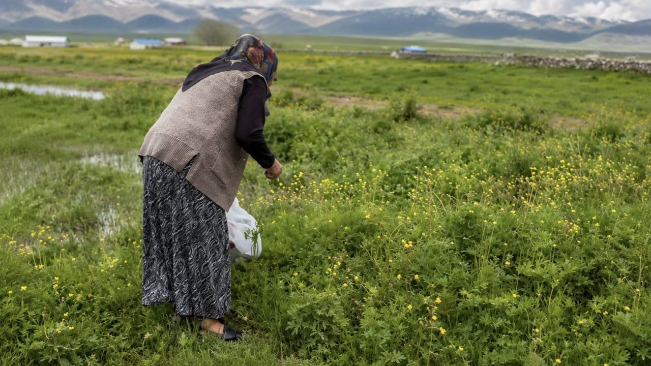 Ağrı’da asırlık gelenek: Yazılı Köyü’nde şifalı otlar kışlık sofralar için hazırlanıyor