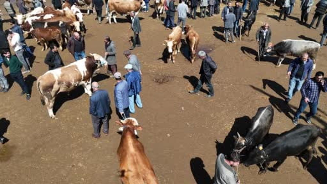 Ağrı Hayvan Borsası'nda 1 tonluk "Barbaros" 450 bin liradan alıcı bekliyor