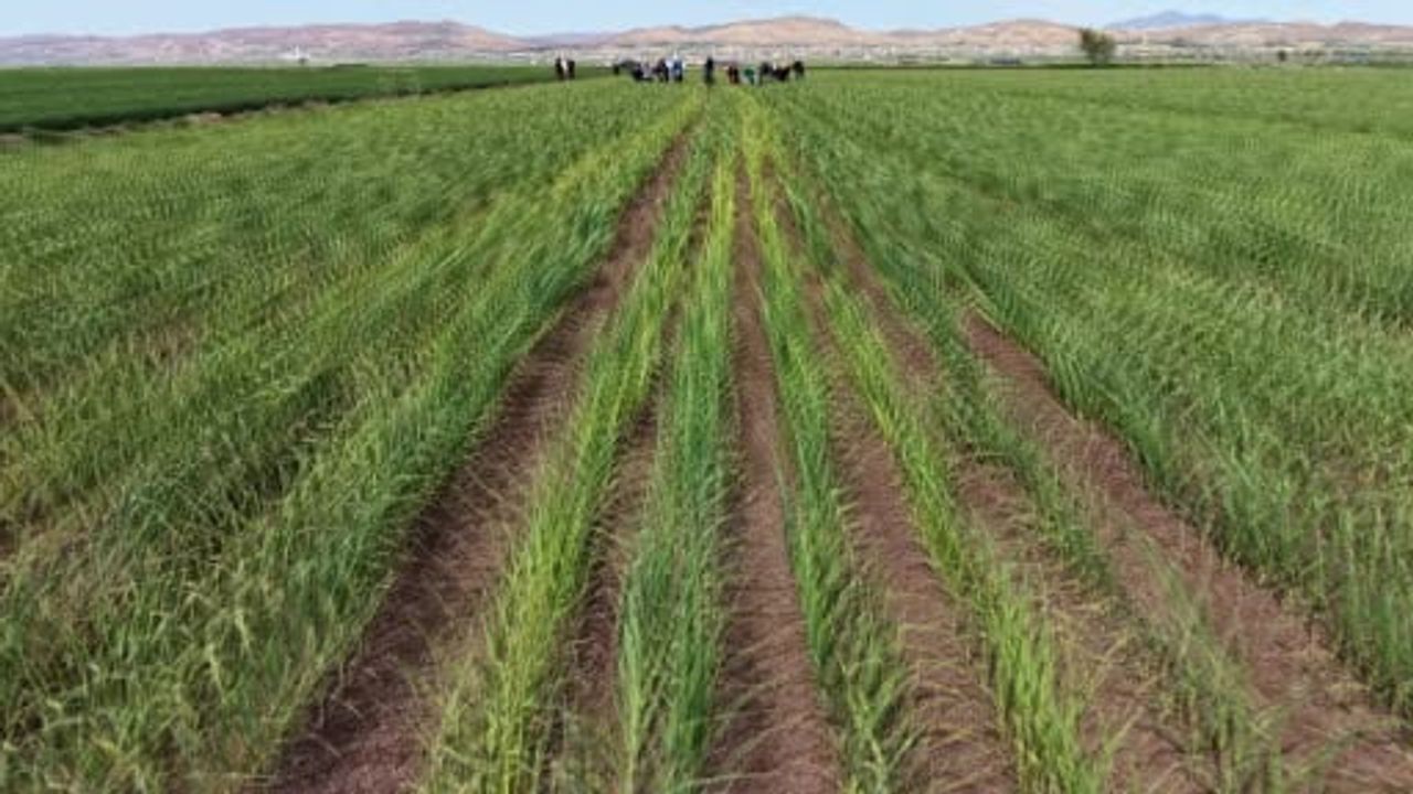 Aksaray'da aralıklı yağışlar tarıma can suyu oldu: Sarımsakta rekolte iki kat artış bekleniyor