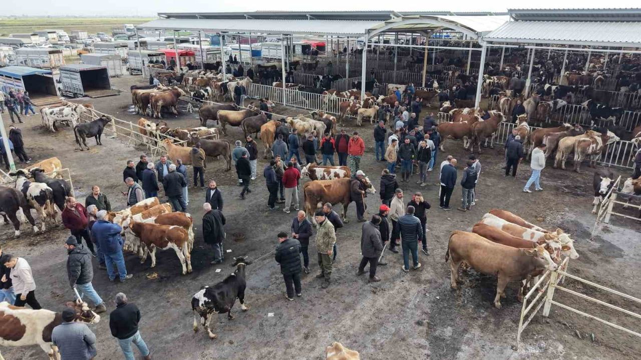 Aksaray hayvan pazarında Kurban Bayramı öncesi hareketlilik: Fiyatlar ve uyarılar