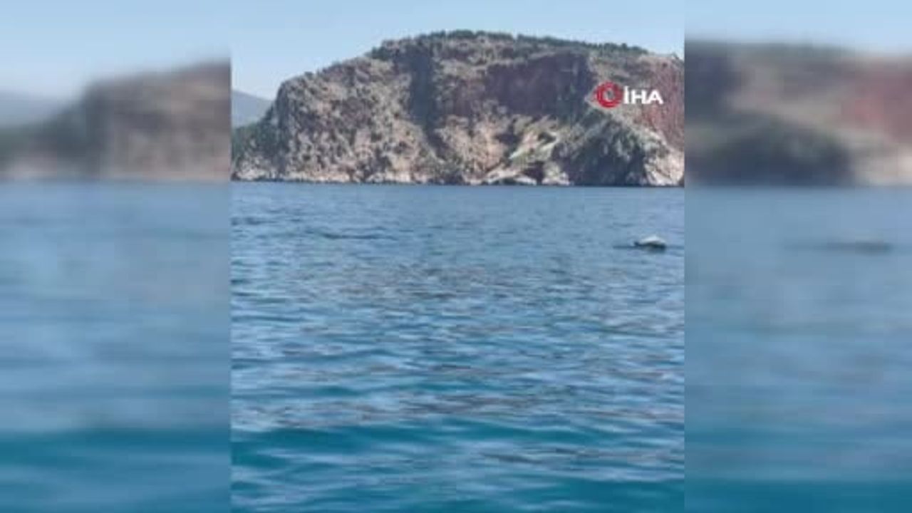 Alanya açıklarında yunus gösterisi turistleri büyüledi