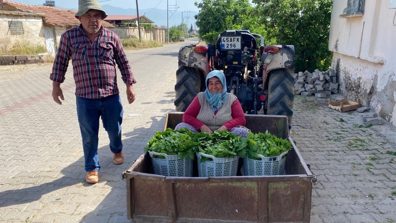 Alaşehir'de üzüm öncesi asma yaprağı sezonu başladı: Üreticiye erken gelir