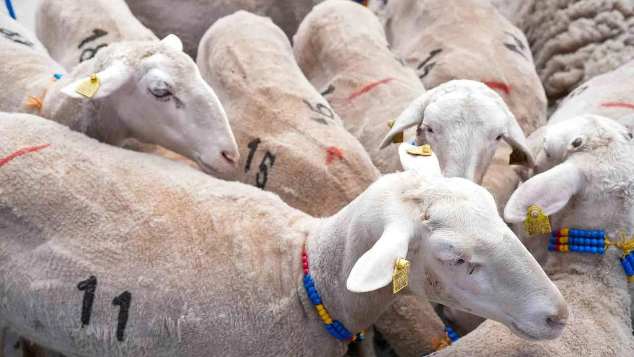 Aliağa’da üçüncü etap damızlık küçükbaş dağıtımı gerçekleştirildi