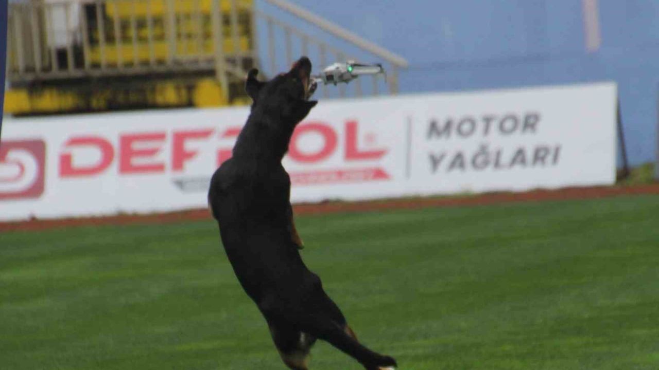 Altınordu'da 19 Mayıs kutlamasında başıboş köpeğin dronu düşürmesi