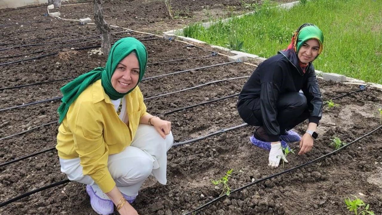 Altıntaş'ta Zafer İlkokulu öğretmenleri yerli tohum domates fidelerini dikti