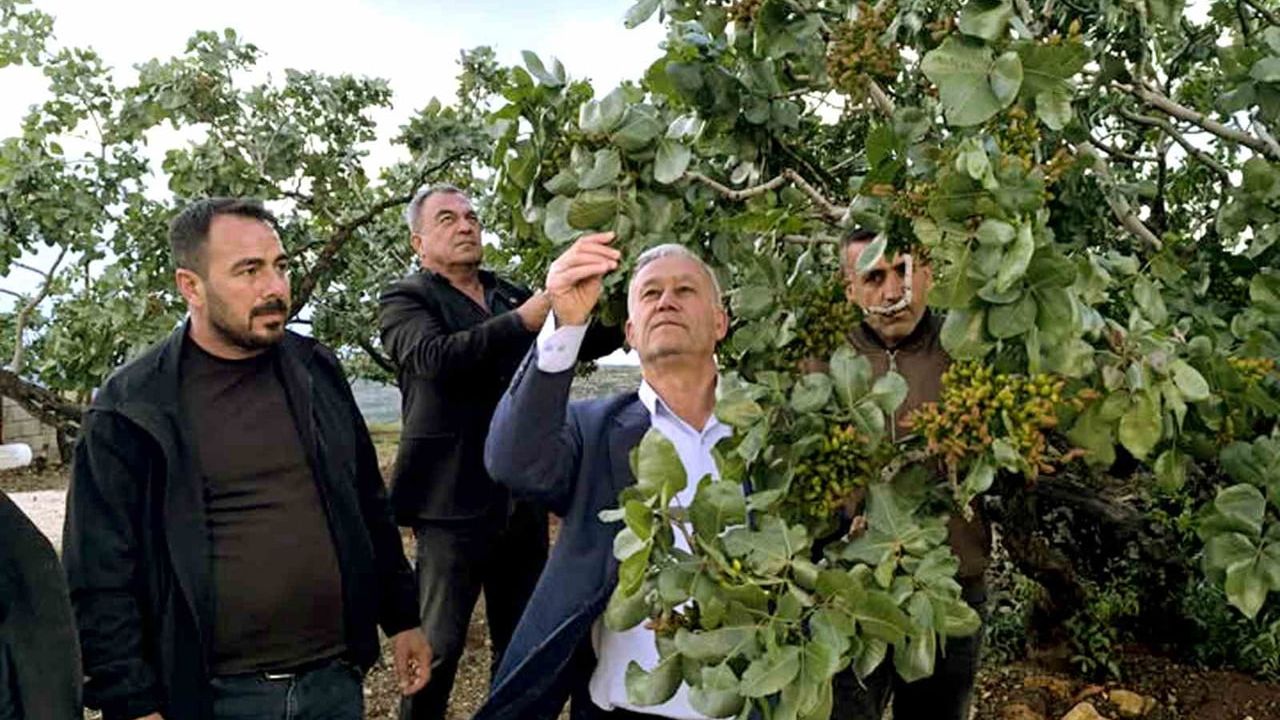 Altun, dolu sonrası Antep fıstığı bahçelerinde inceleme yaptı