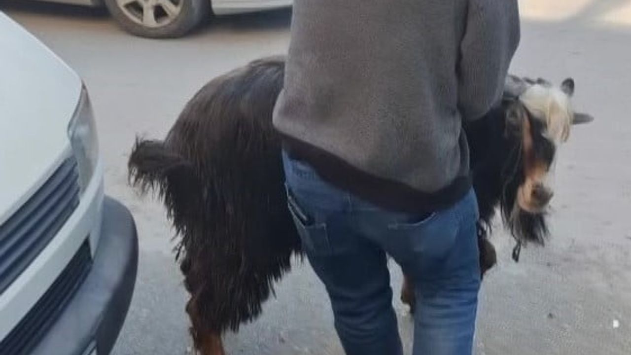 Amasya’da kurbanlık keçi kaçtı, sahibi ve çevredekiler uzun uğraşla yakaladı