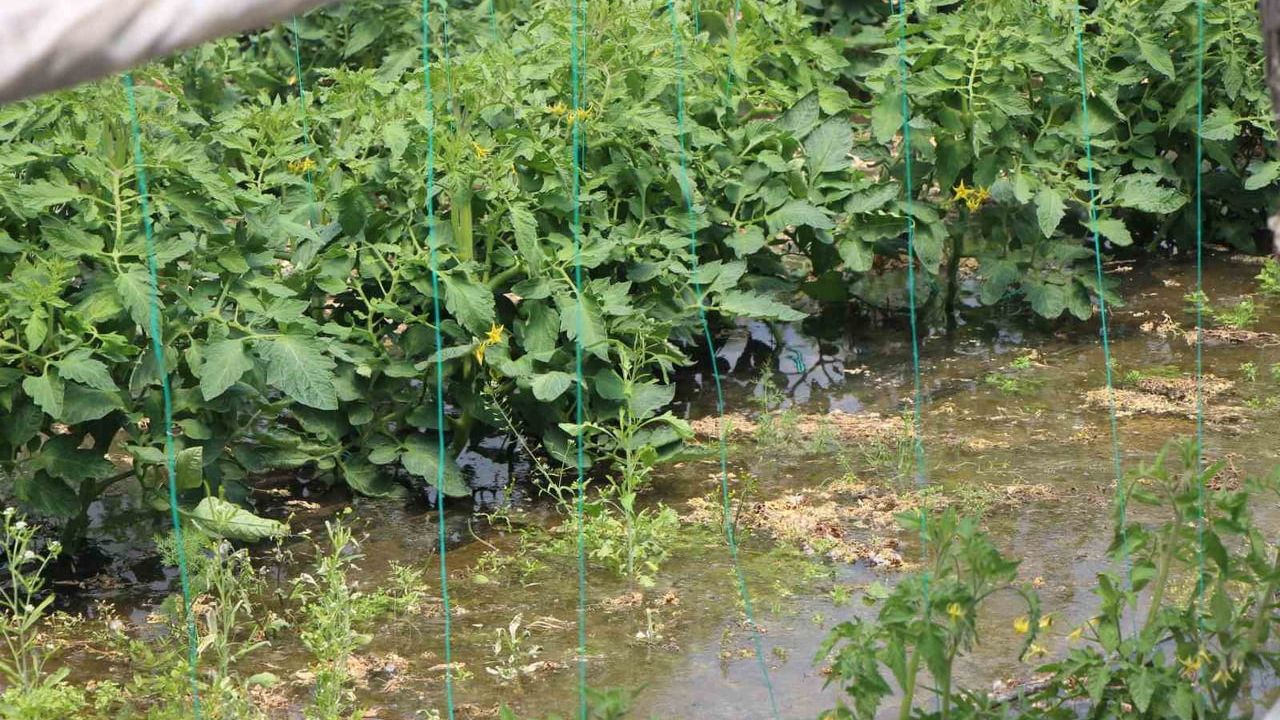 Amasya'da Yeşilırmak taşkını: 4 bin 500 dekardan fazla tarım arazisi sular altında kaldı
