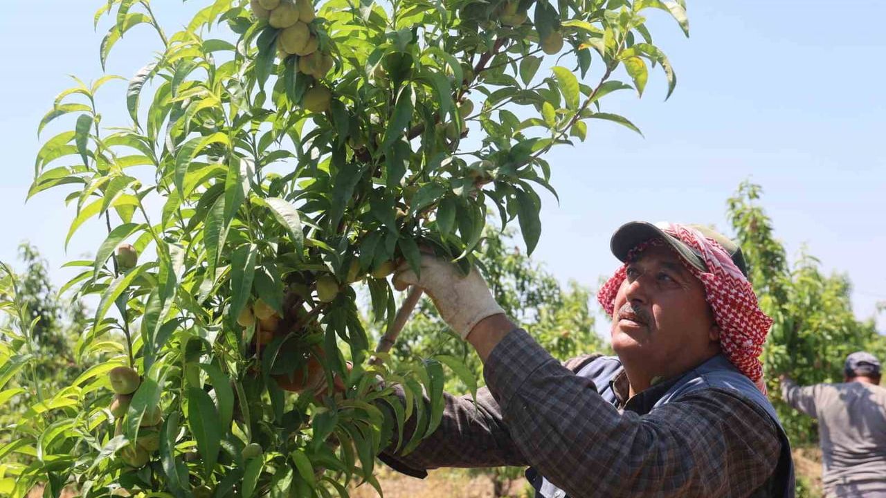 Amik Ovası'nda tarımsal sezon başladı: Nektarin işçileri sıcakta günlük 1.100 TL yevmiye alıyor