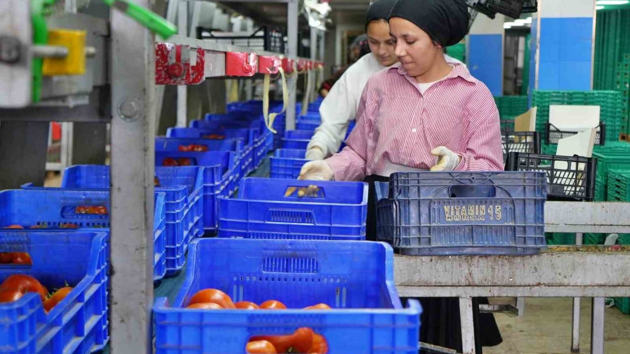 Antalya'da domates piyasası: Üretim planlaması fiyat istikrarının anahtarı