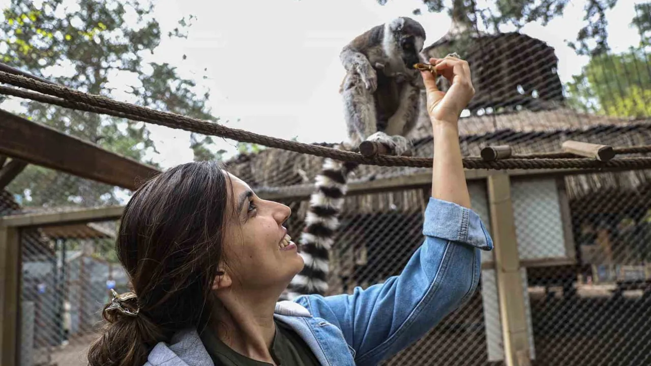 Antalya Doğal Yaşam Parkı'nda yeni lemur 'Zabumafu' ziyaretçilerin ilgisini çekti