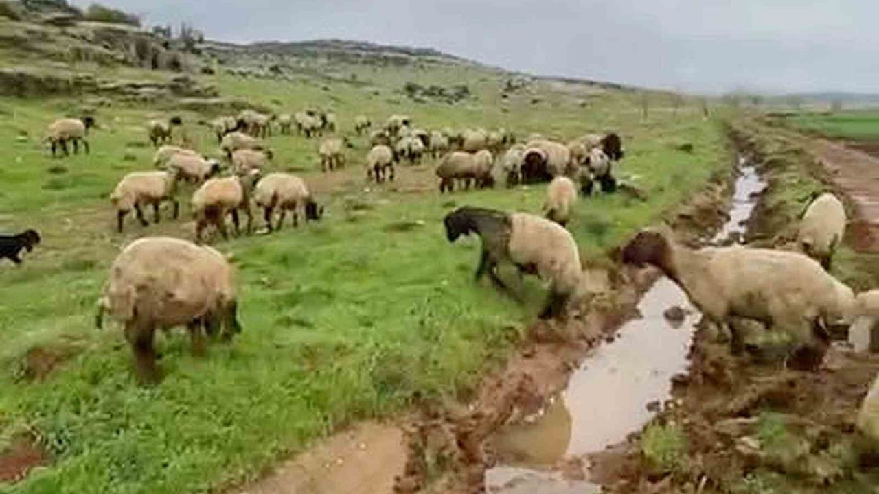 Araban'da kurbanlıklar bayrama hazır: Doğal meralarda beslenen hayvanlar talep görüyor