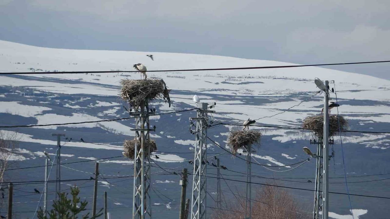 Ardahan Ağzıpek Köyü, Leyleklerin Uğrak Noktası Haline Geldi
