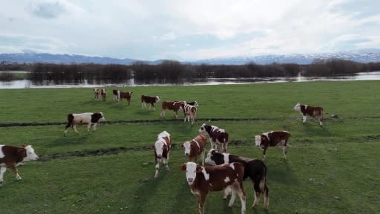 Ardahan'da besiciler kışın ardından hayvanlarını meraya çıkardı