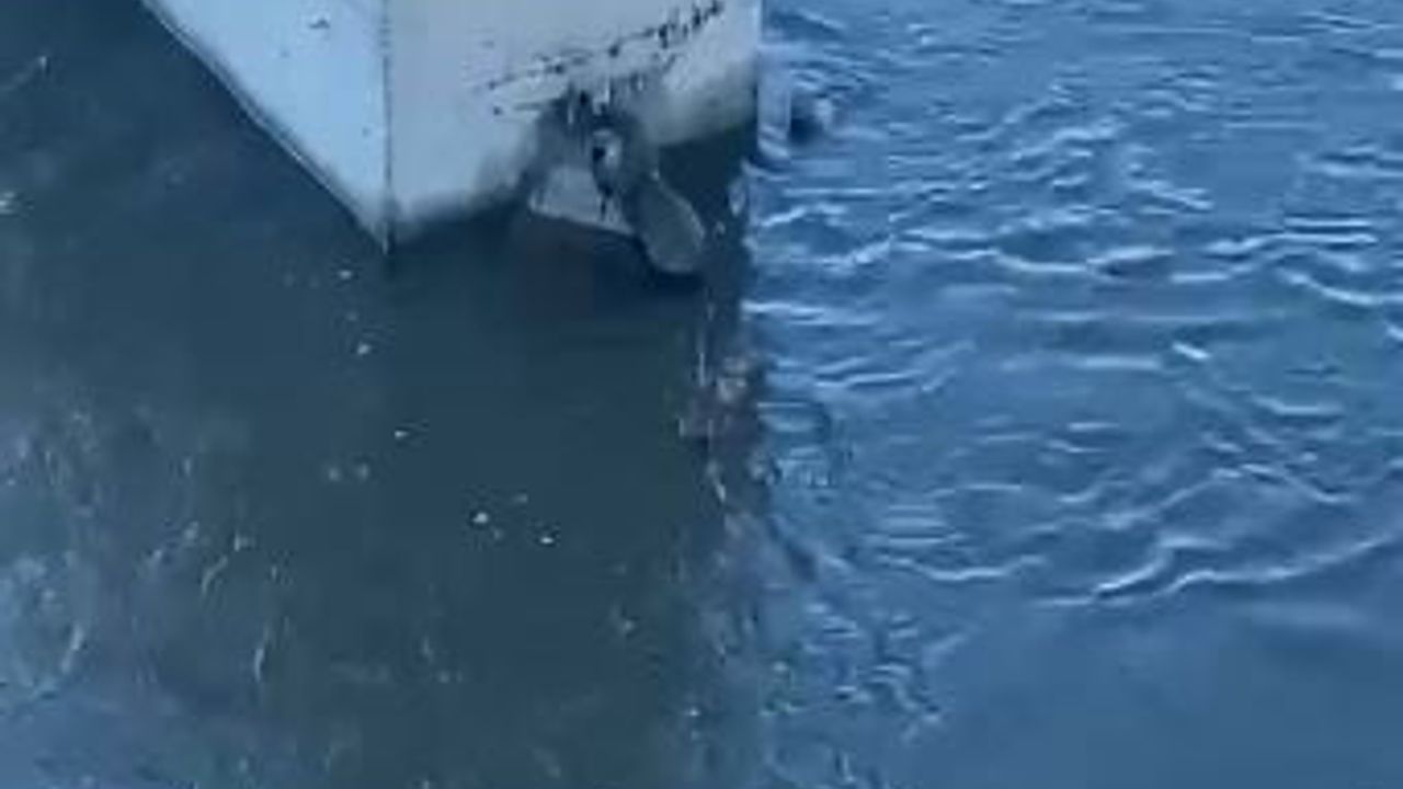 Ardahan'da Nesli Tükenmekte Olan Su Samuru Kura Nehri'nde Balık Yerken Görüntülendi