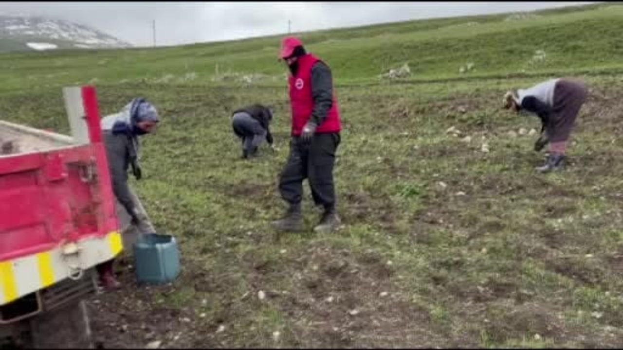 Ardahan Damal Seyitören'de çiftçiler ekim öncesi tarlalarda taş temizliğine başladı