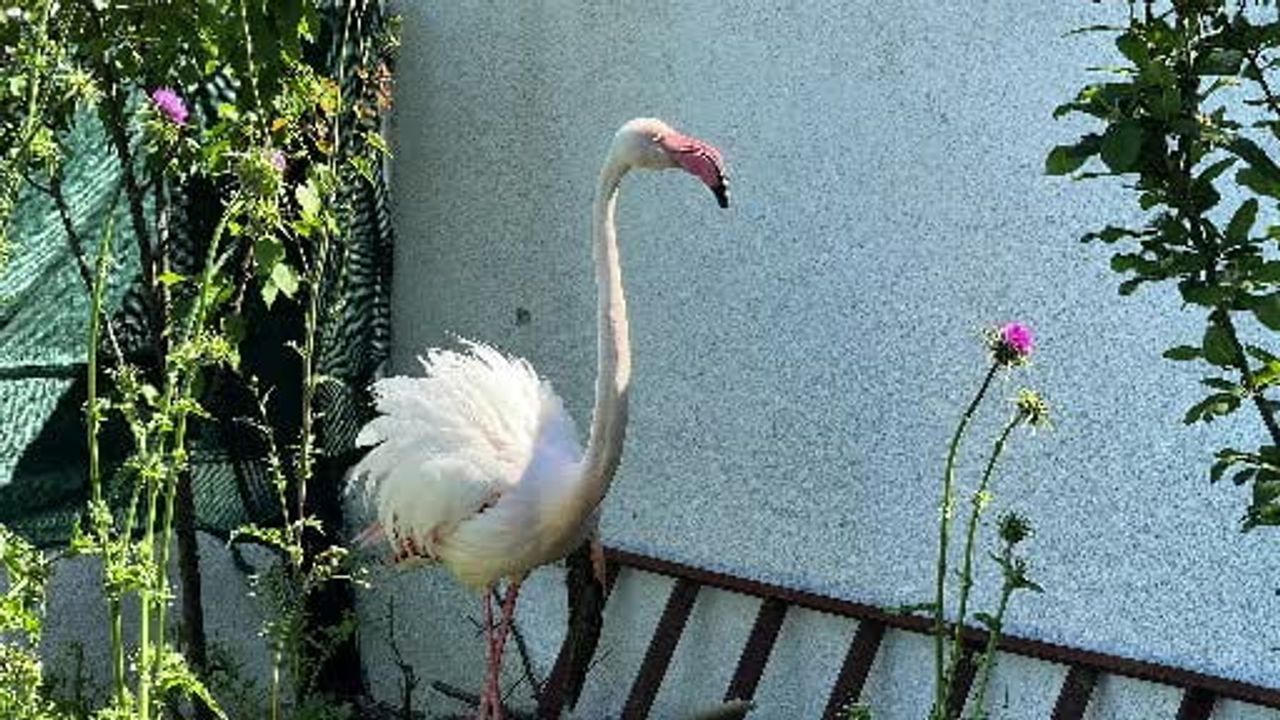 Arnavutköy'de kanadı kırık flamingo kurtarıldı
