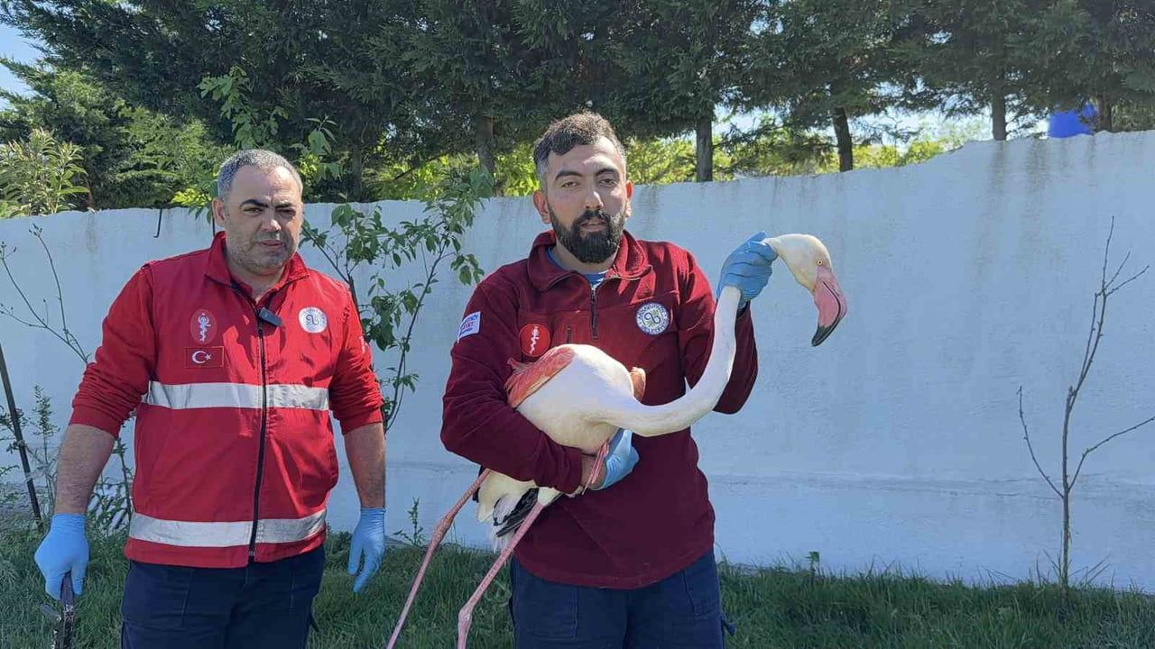 Arnavutköy'de Kanadı Kırık Flamingo Ormanlık Alanda Bulundu ve Belediyeye Teslim Edildi