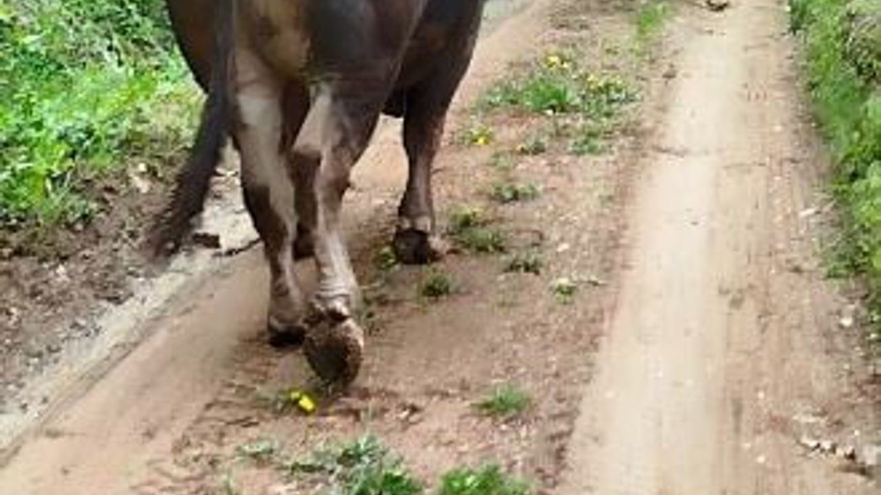 Artvin'de güreş boğası, yoldaki iki karacanın kavgasını dikkatle izledi