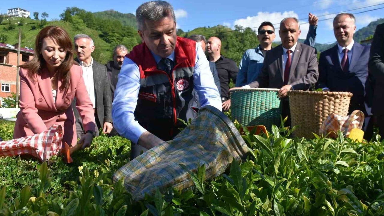 Artvin'de yaş çay sezonu açıldı: Kemalpaşa Dereiçi'nde geleneksel hasat töreni