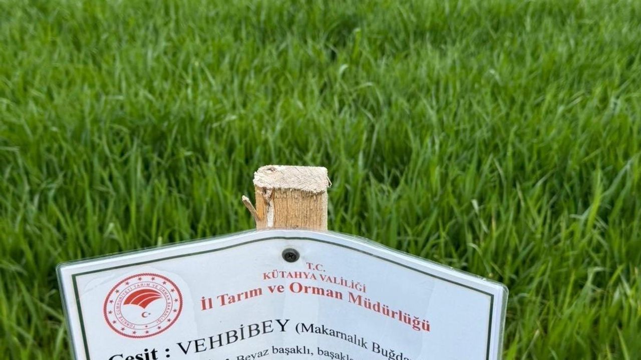 Aslanapa'da buğday demonstrasyon sahalarında hastalık ve zararlı sürvey çalışmaları yapıldı
