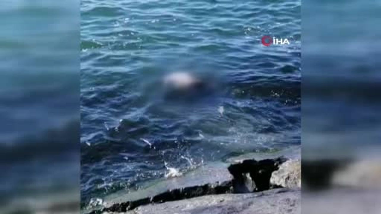 Avcılar sahilinde erkek cesedi bulundu: 36 yaşındaki Aykut Ateş Adli Tıp'a kaldırıldı