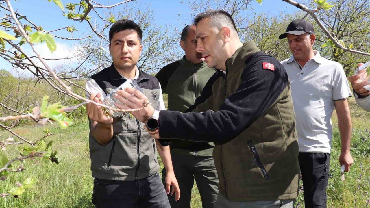 Aydın'da kestane gal arısına karşı 2 bin 700 parazitoit böcek doğaya salındı